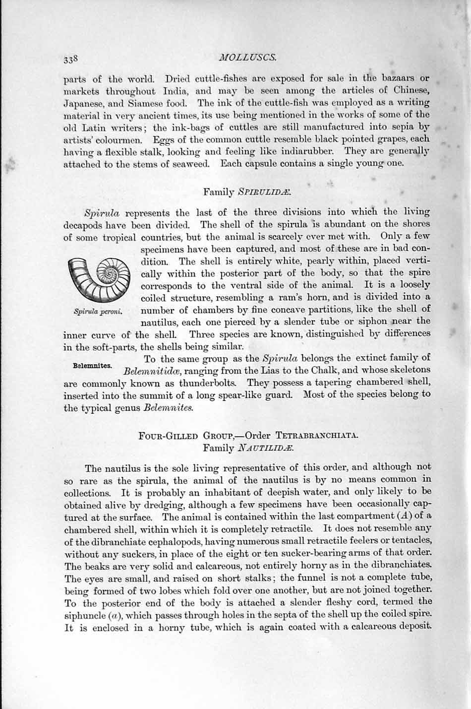 Original Old Antique Print Natural History 1896 Molluscs Spirula Peroni 19th