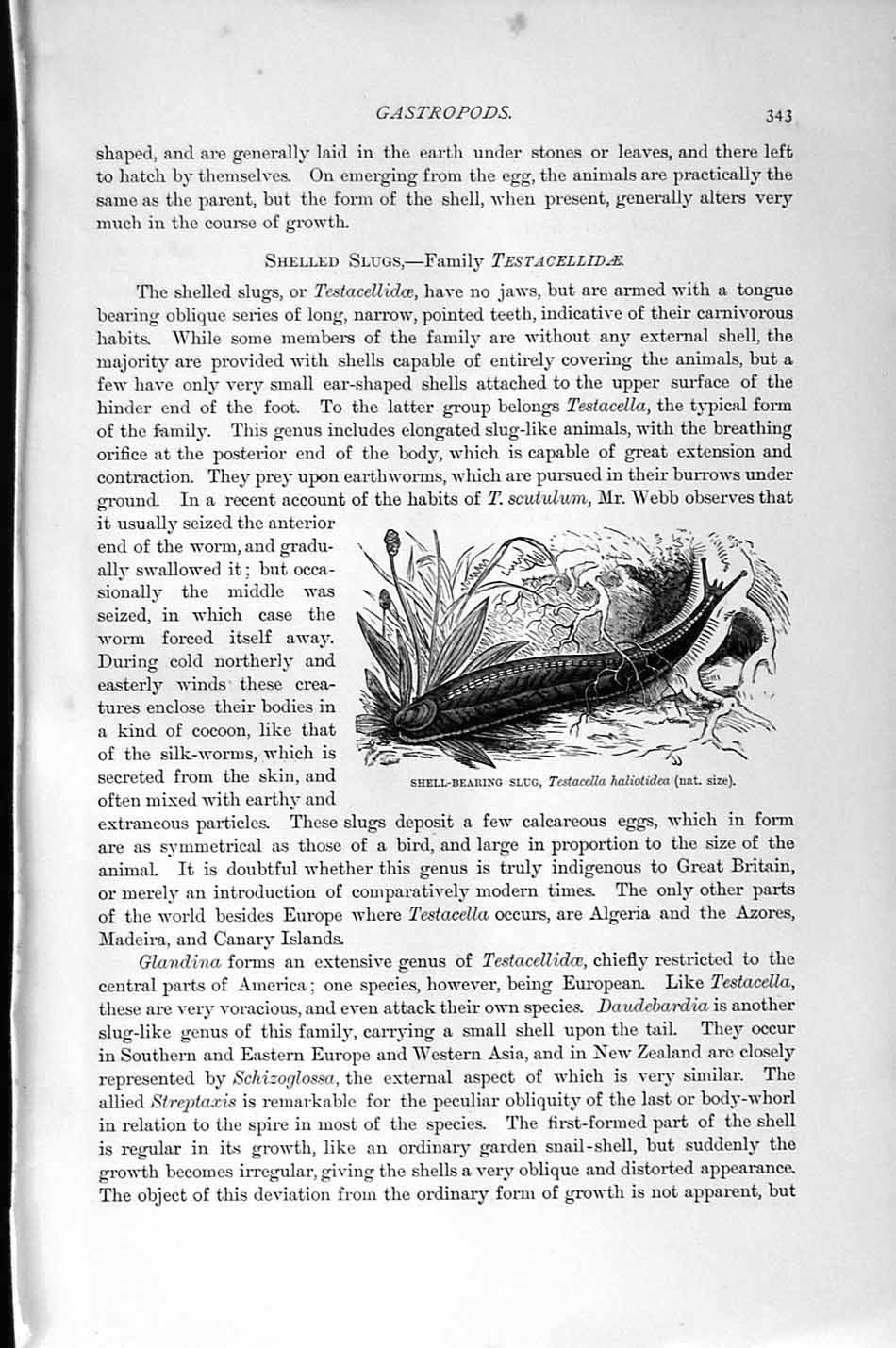 Original Old Antique Print Natural History 1896 Shell-Bearing Slug Glass-Snail