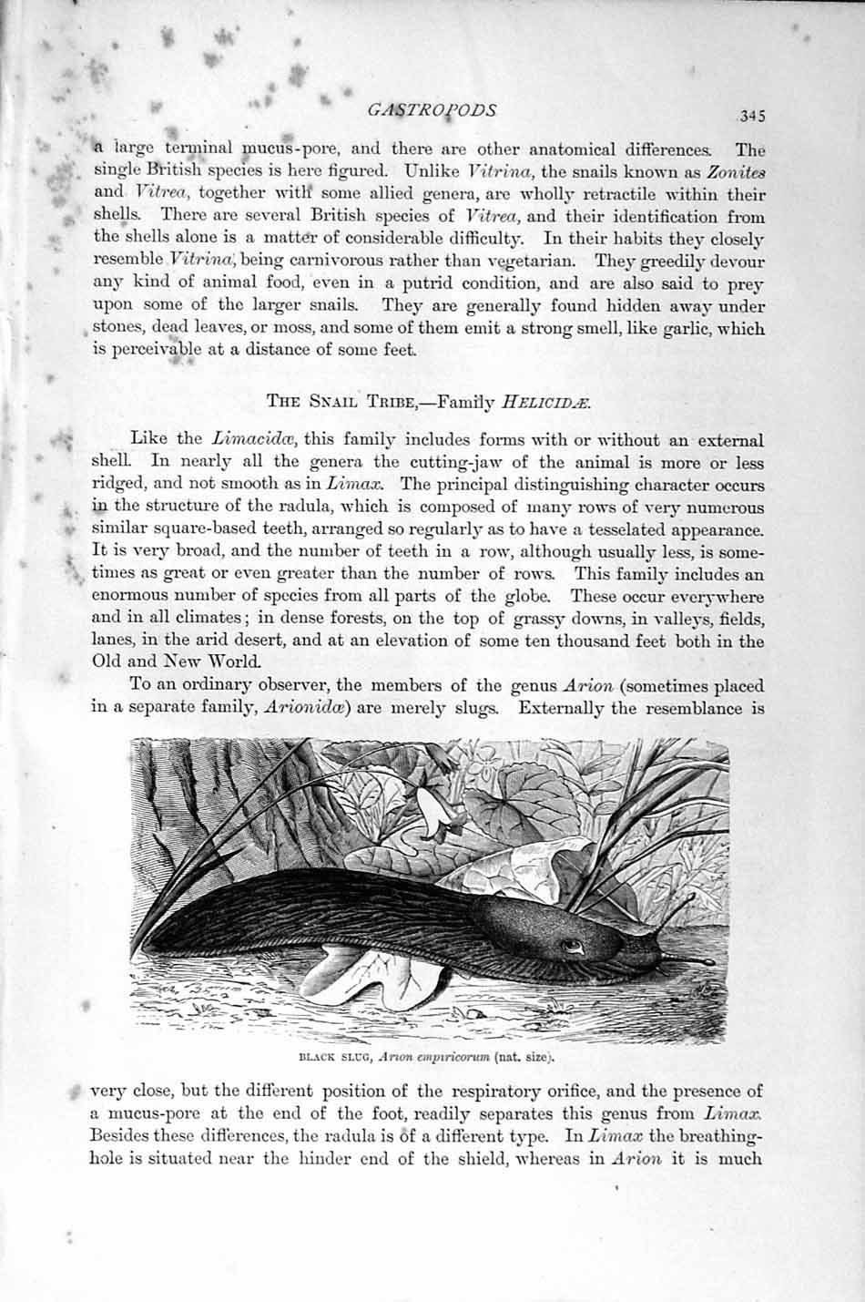 Original Old Antique Print Natural History 1896 Black Slug Helicidae Arion 19th