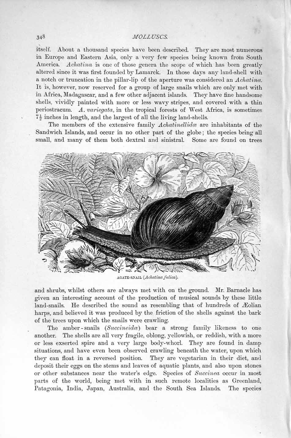 Original Old Antique Print Natural History 1896 Agate-Snail Molluscs Achatina