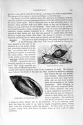 Original Old Antique Print Pythia Earlet Shell Molluscs Natural History 1896