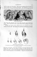 Old Antique Print Natural History 1896 Genus Limnaea Pond-Snail Molluscs 19th