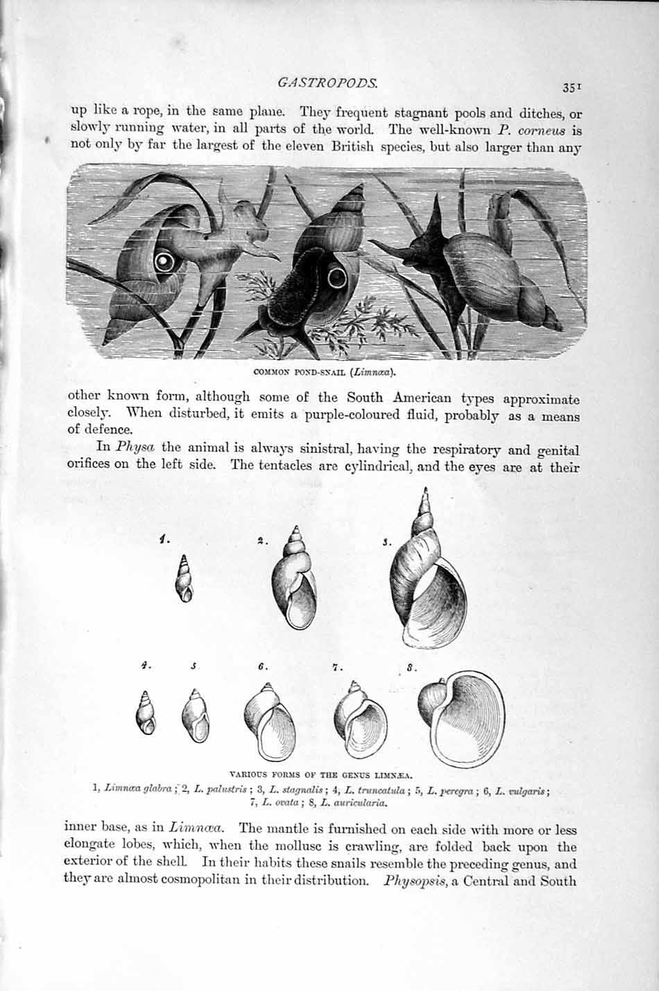 Old Antique Print Natural History 1896 Genus Limnaea Pond-Snail Molluscs 19th
