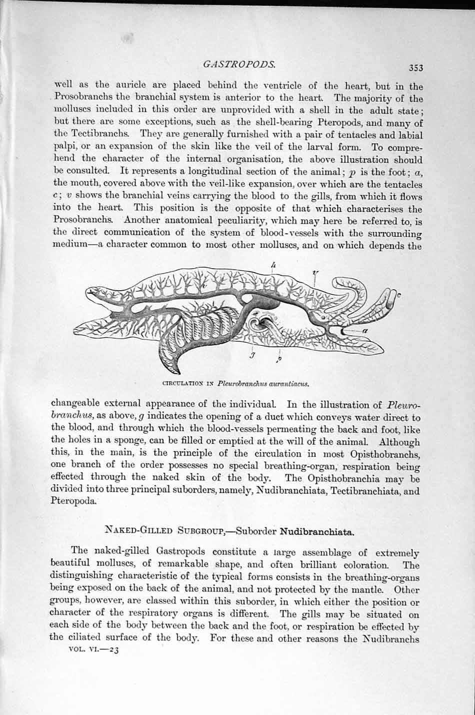 Original Old Antique Print Natural History 1896 Gastropods Molluscs Pilosa 19th