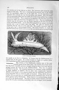 Original Old Antique Print Natural History 1896 Ancula Cristata Molluscs 19th