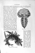 Original Old Antique Print Natural History 1896 Tethys Leporina Gastropods 19th