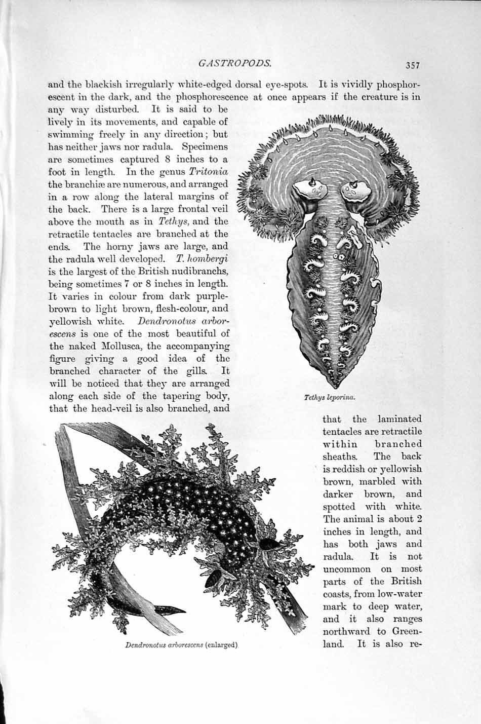 Original Old Antique Print Natural History 1896 Tethys Leporina Gastropods 19th