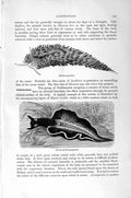 Original Old Antique Print Natural History 1896 Gastropods Molluscs Limapontia