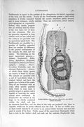 Old Antique Print Natural History 1896 Gastropods Synapta Molloscs Acera 19th