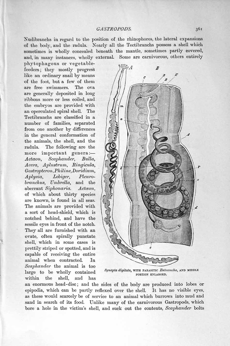 Old Antique Print Natural History 1896 Gastropods Synapta Molloscs Acera 19th