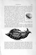 Original Old Antique Print Natural History 1896 Sea-Hare Gastropods Molluscs