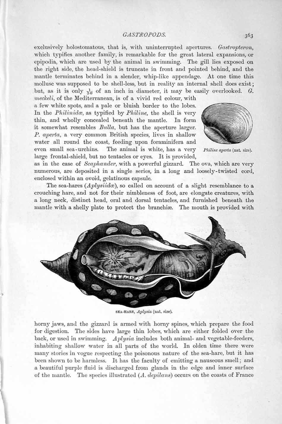 Original Old Antique Print Natural History 1896 Sea-Hare Gastropods Molluscs