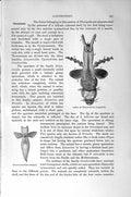 Old Antique Print Natural History 1896 Gastropods Larva Clione Molluscs 19th