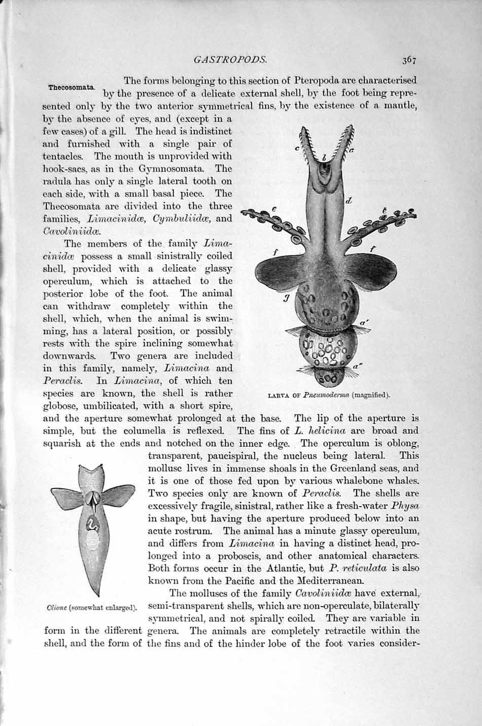 Old Antique Print Natural History 1896 Gastropods Larva Clione Molluscs 19th