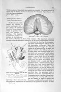 Old Antique Print Natural History 1896 Gleba Cordata Periwinkle Gastropod 19th