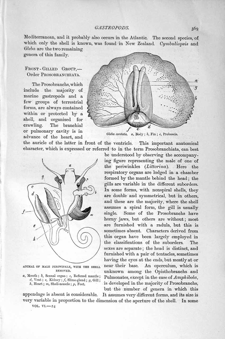 Old Antique Print Natural History 1896 Gleba Cordata Periwinkle Gastropod 19th