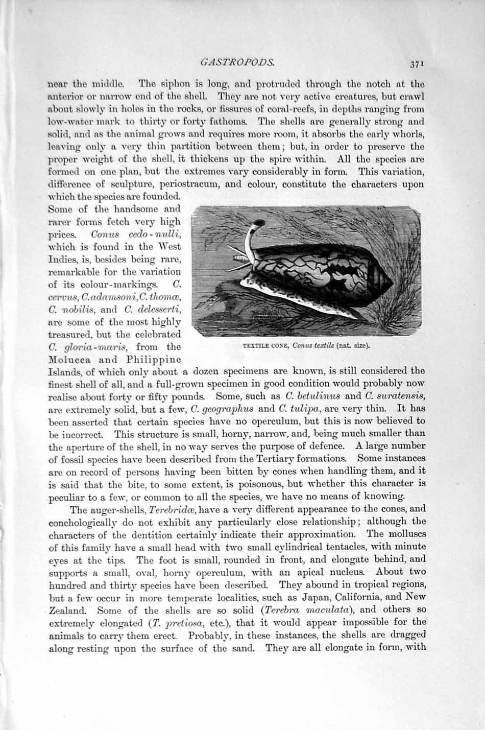 Original Old Antique Print Natural History 1896 Textile Cone Gastropods Conus