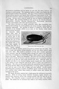 Old Antique Print Natural History 1896 Black Olive Oliva Maura Gastropods 19th