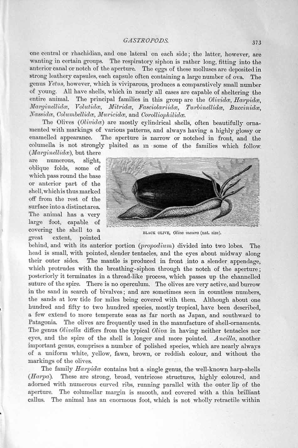 Old Antique Print Natural History 1896 Black Olive Oliva Maura Gastropods 19th