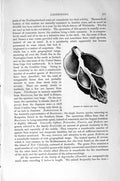 Original Old Antique Print Natural History 1896 Section Whelk Gastropods 19th