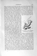 Old Antique Print Natural History 1896 Molluscs Animal Murex Gastropods 19th
