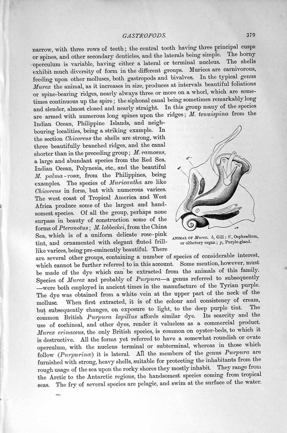 Old Antique Print Natural History 1896 Molluscs Animal Murex Gastropods 19th