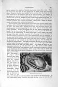 Original Old Antique Print Molluscs Tun-Shell Gastropods Natural History 1896