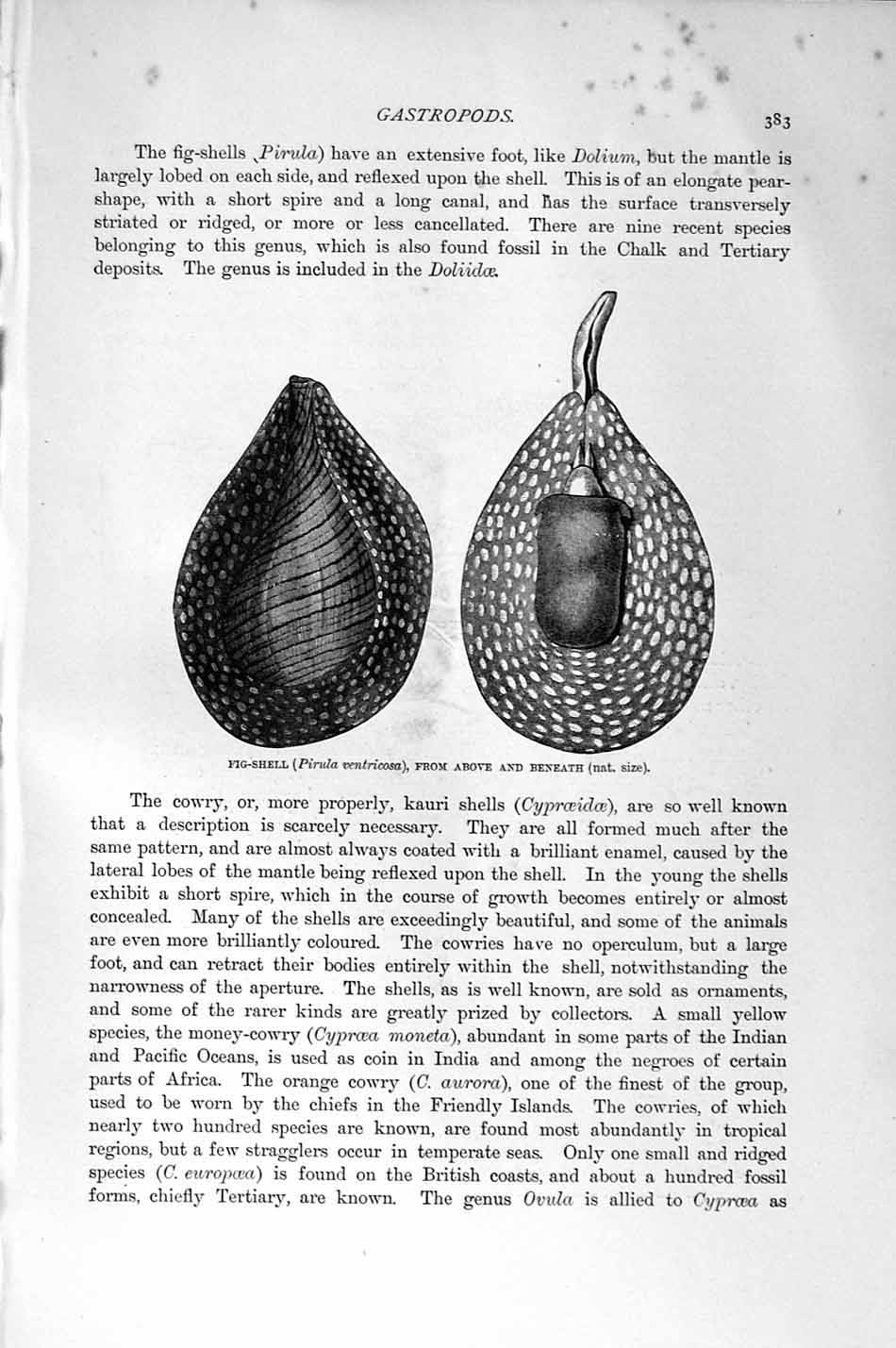 Old Antique Print Natural History 1896 Money-Cowries Wing-Shell Fig-Shell 19th