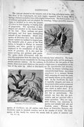 Old Antique Print Natural History 1896 Pelican Foot Worm-Shell Gastropods 19th