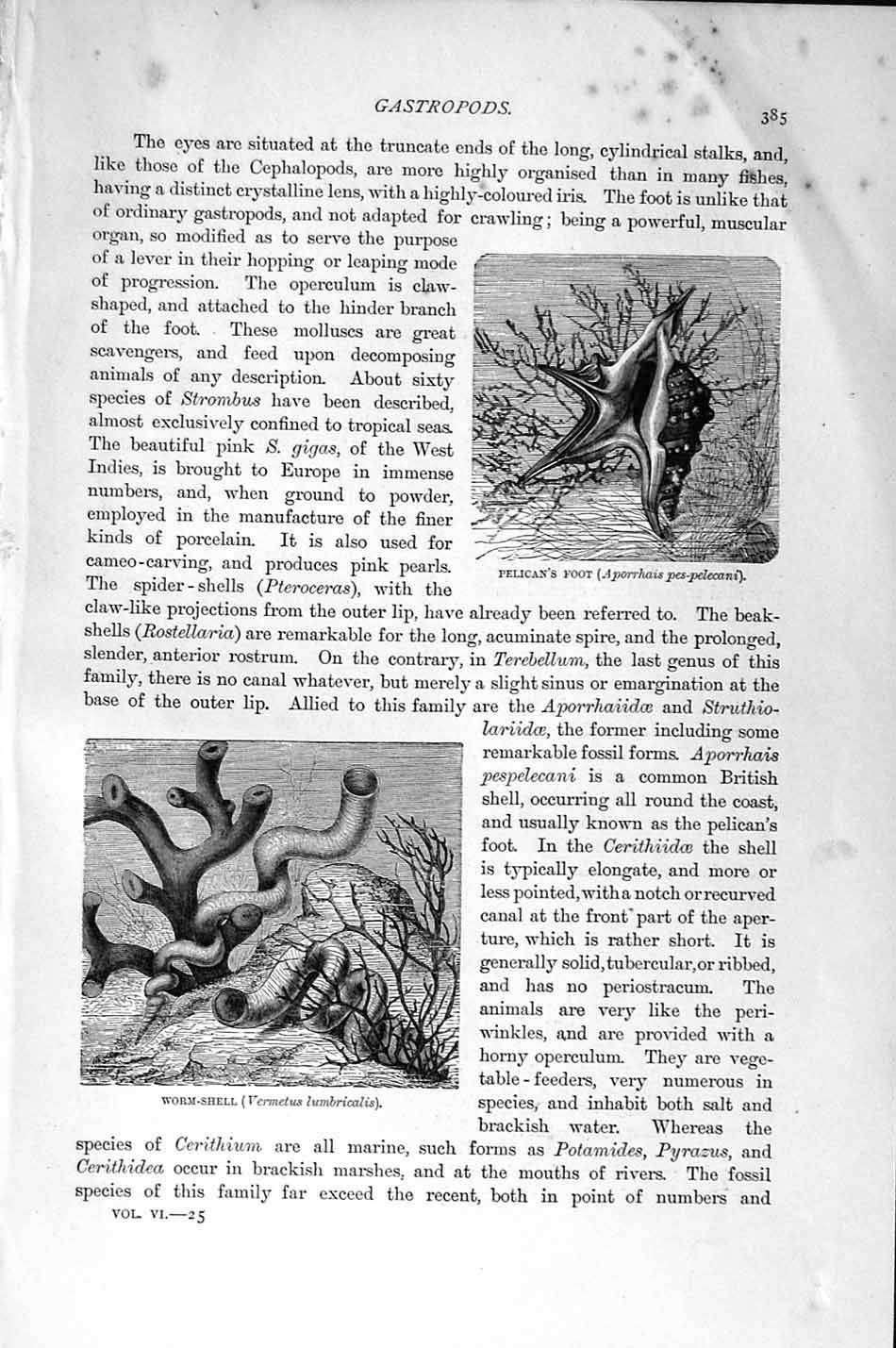 Old Antique Print Natural History 1896 Pelican Foot Worm-Shell Gastropods 19th