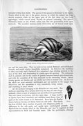 Original Old Antique Print Natural History 1896 Viviparous Pond-Snail Winkle