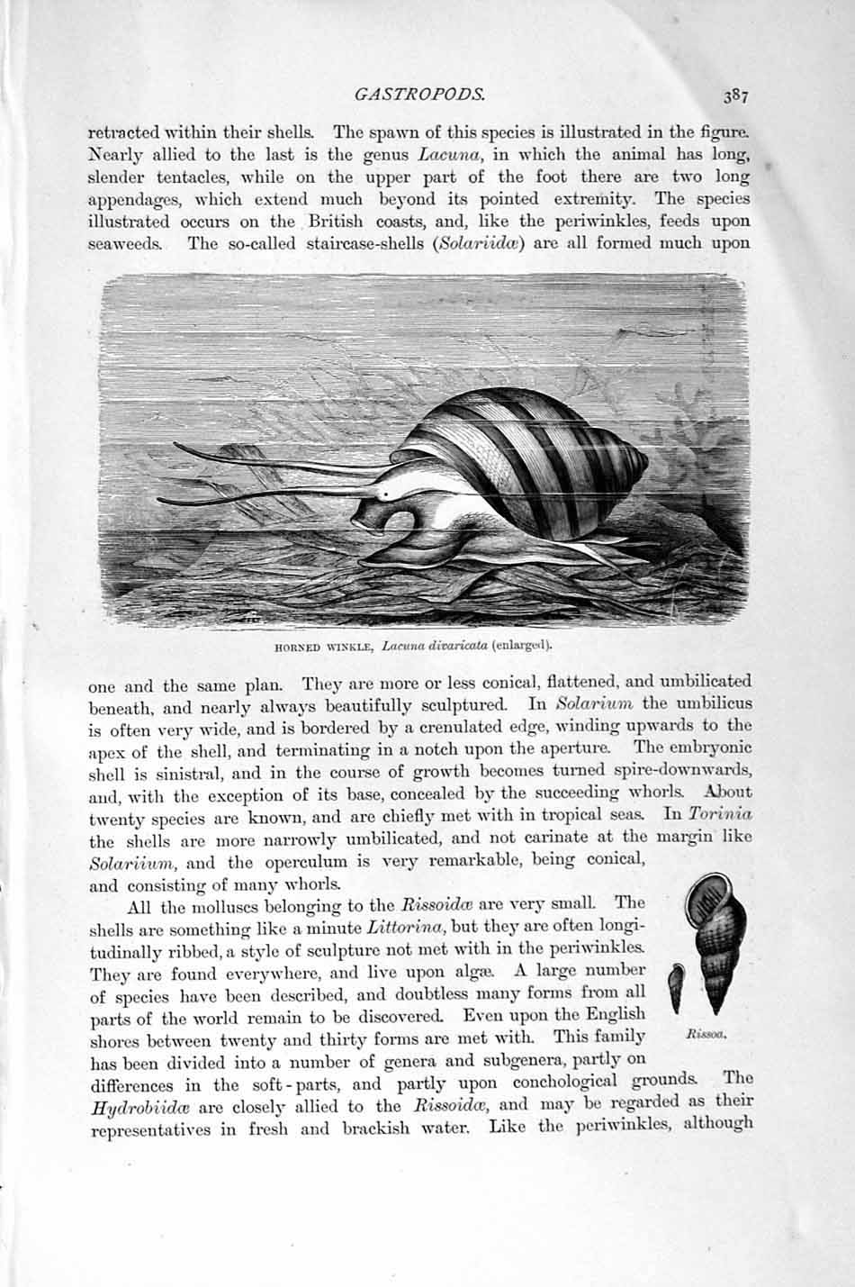 Original Old Antique Print Natural History 1896 Viviparous Pond-Snail Winkle