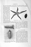 Original Old Antique Print Starfish Thyca Violet Sea-Snail Natural History 1896