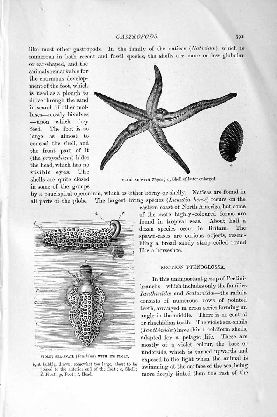 Original Old Antique Print Starfish Thyca Violet Sea-Snail Natural History 1896