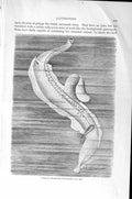 Old Antique Print Pelagic Heteropod Atlanta Peroni Natural History 1896 19th