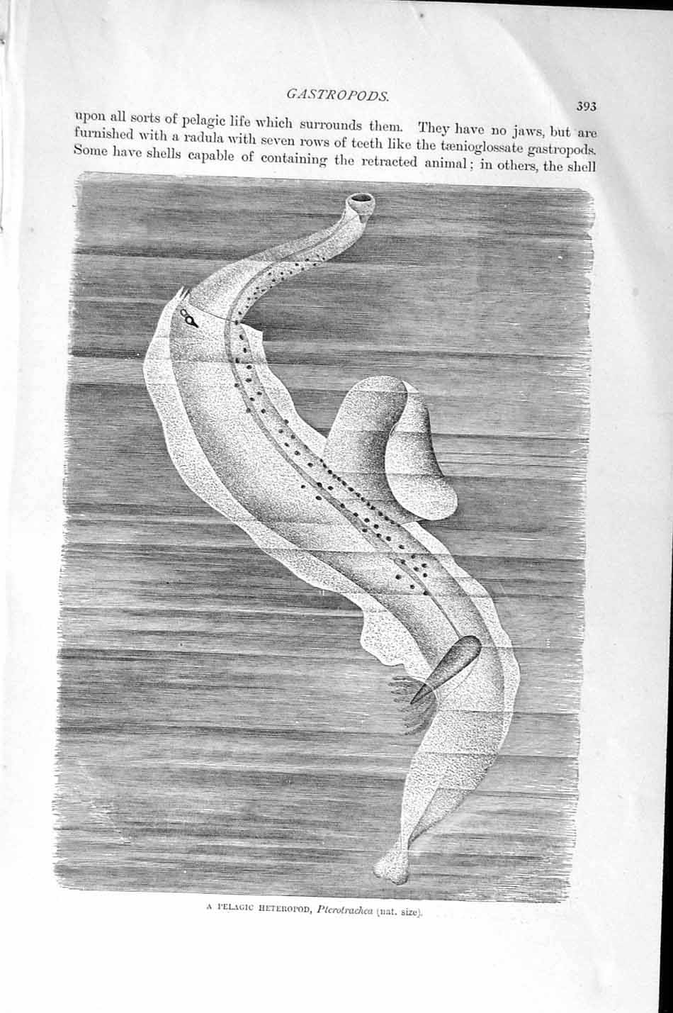Old Antique Print Pelagic Heteropod Atlanta Peroni Natural History 1896 19th