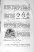 Original Old Antique Print Natural History 1896 Larva Chiton Common Tooth-Shell