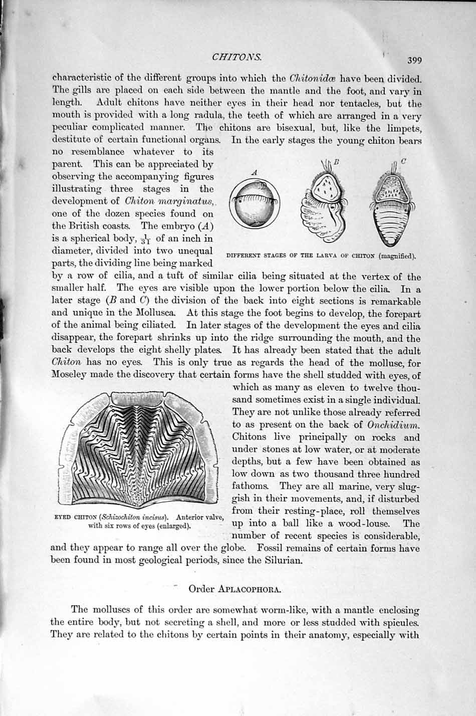 Original Old Antique Print Natural History 1896 Larva Chiton Common Tooth-Shell