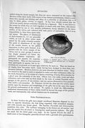 Original Old Antique Print Natural History 1896Valve Meretrix Anomia Molluscs