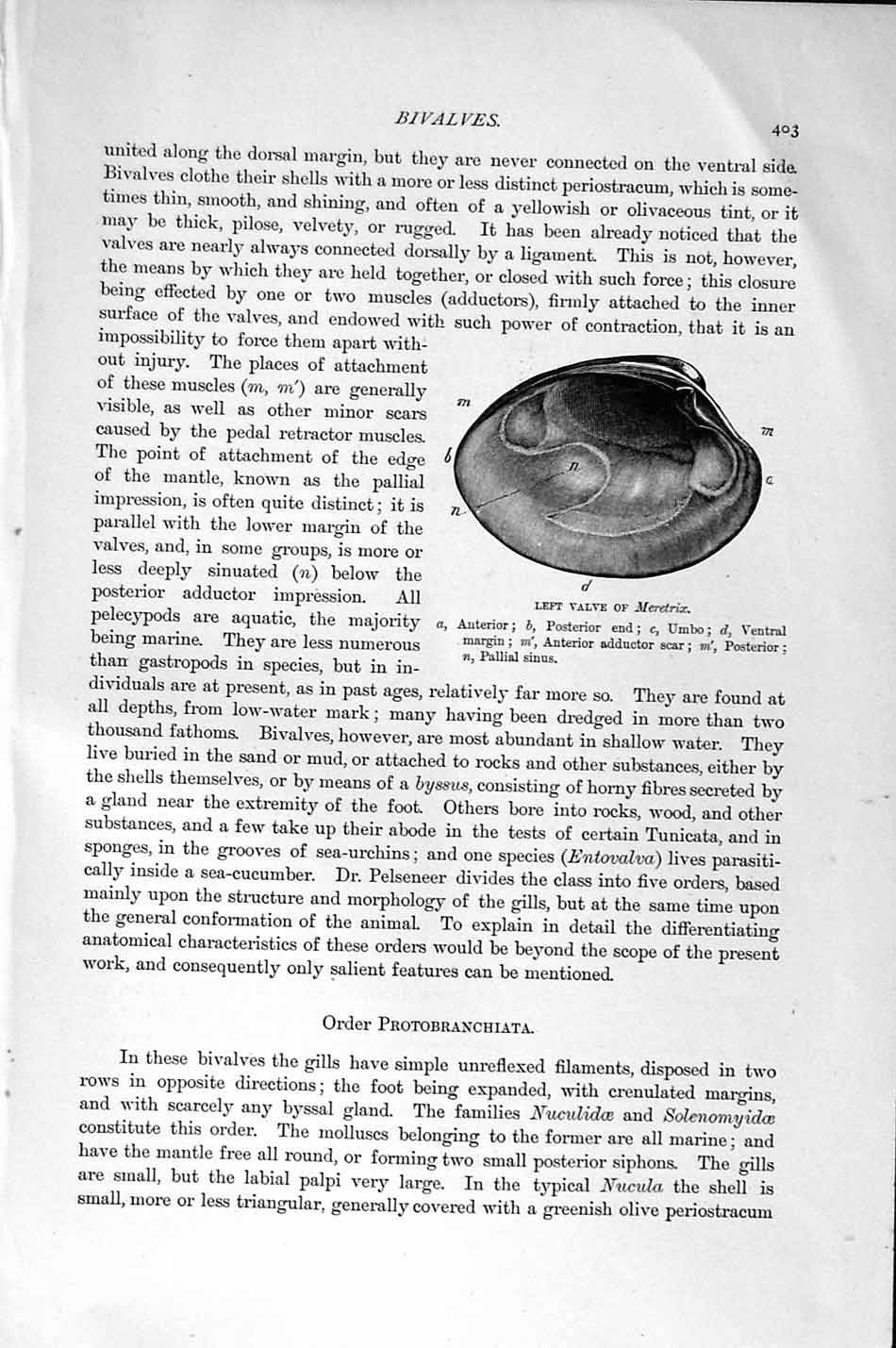 Original Old Antique Print Natural History 1896Valve Meretrix Anomia Molluscs