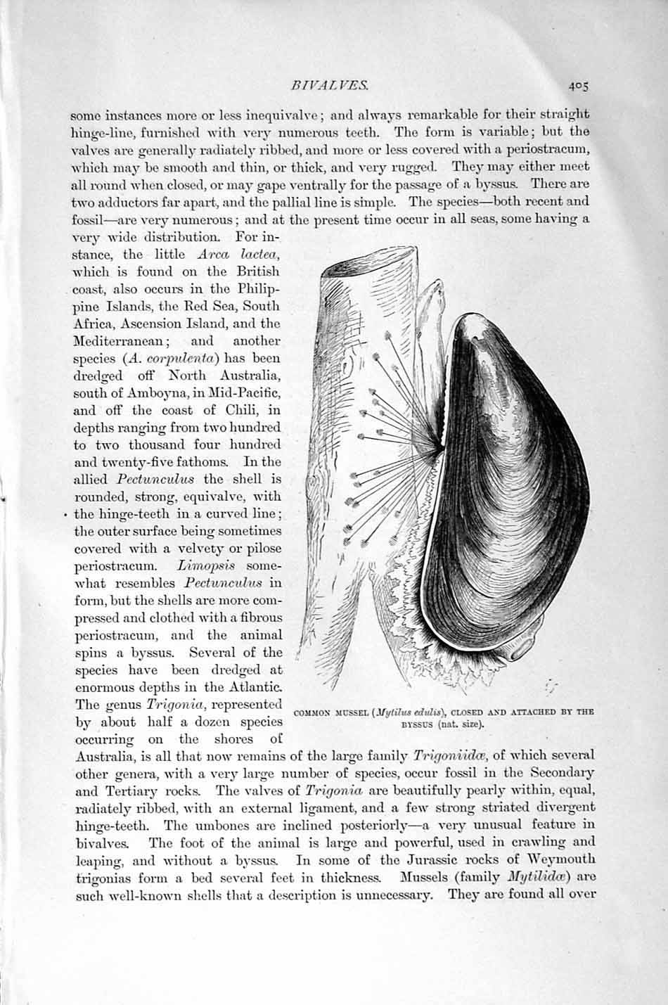 Old Antique Print Natural History 1896 Date-Shells Common Mussel Byssus 19th