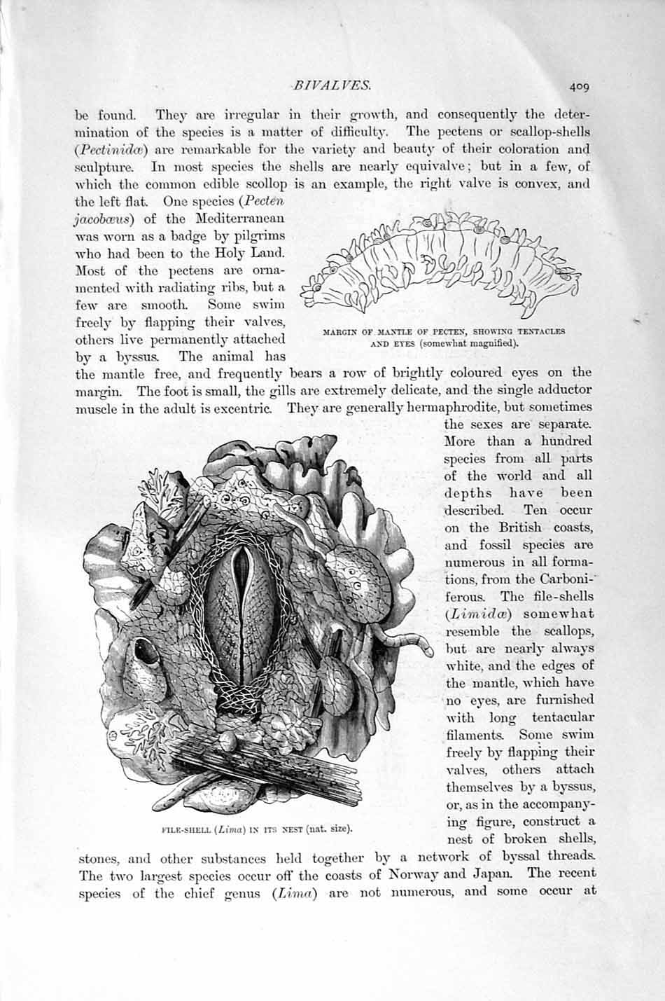 Original Old Antique Print Natural History 1896 File-Shell Lima Bivalves Pecten