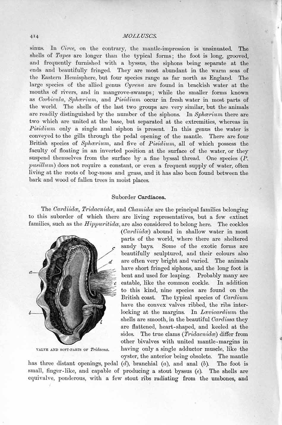 Original Old Antique Print Natural History 1896 Valve Soft-Parts Tridacna 19th