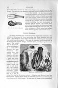 Old Antique Print Natural History 1896 Molluscs Pholas Burrow Rocellaria 19th