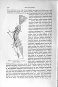 Old Antique Print Natural History 1896 Molluscoidea Paludicella Section 19th