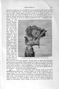 Original Old Antique Print Natural History 1896 Lace-Coral Neptune'S Sleeve Sea