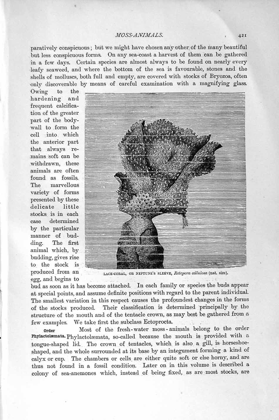 Original Old Antique Print Natural History 1896 Lace-Coral Neptune'S Sleeve Sea