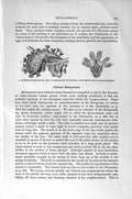 Original Old Antique Print Natural History 1896 Fixed Moss Animal Statoblasts