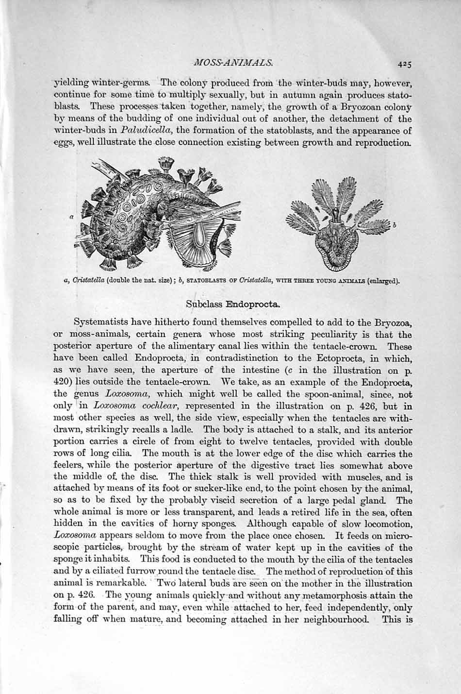 Original Old Antique Print Natural History 1896 Fixed Moss Animal Statoblasts