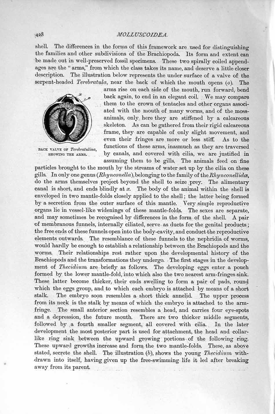 Original Old Antique Print Natural History 1896 Back Valve Terebratulina Arms